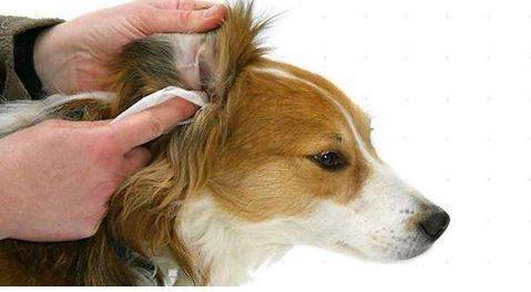 有耳螨的狗狗是什么症状,狗狗耳螨能治愈吗 有耳螨的狗狗是什么症状,狗狗耳螨能治愈吗