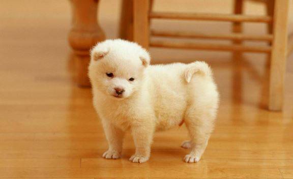 小狗狗要发生耳螨会有哪些症状 小狗狗要发生耳螨会有哪些症状