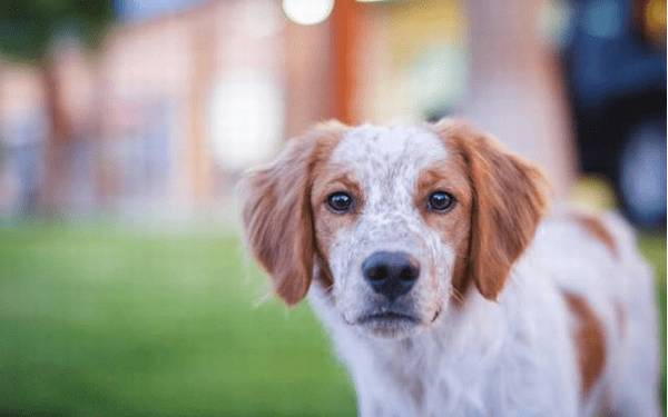 耳螨咋治?狗狗 耳螨咋治?狗狗