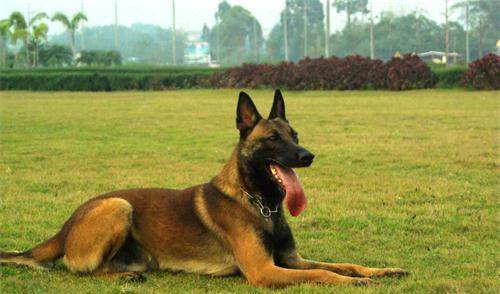 马犬耳螨多长时间才可以除根,马犬耳螨除根还会生长吗 马犬耳螨多长时间才可以除根,马犬耳螨除根还会生长吗