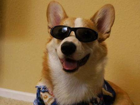 柯基耳螨需要拔耳毛吗?柯基耳螨需要拔耳毛吗 柯基耳螨需要拔耳毛吗?柯基耳螨需要拔耳毛吗