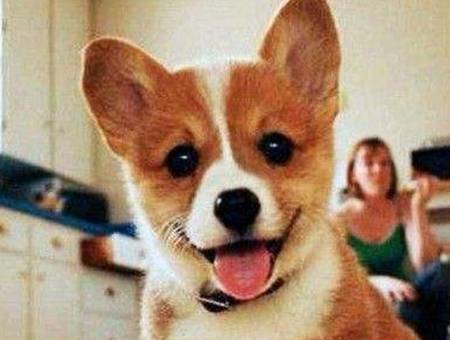 柯基耳螨需要拔耳毛吗?柯基耳螨需要拔耳毛吗 柯基耳螨需要拔耳毛吗?柯基耳螨需要拔耳毛吗