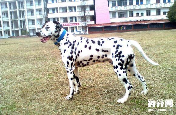 适合城市饲养的大中型犬有哪些? 适合城市饲养的大中型犬有哪些?