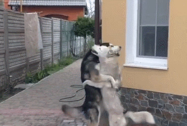 ����˹��˵���ҾͲ����ǹ�ʿ�棬��Ҫ�Ҷ���