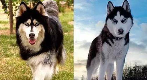 ����˹��˵���ҾͲ����ǹ�ʿ�棬��Ҫ�Ҷ���