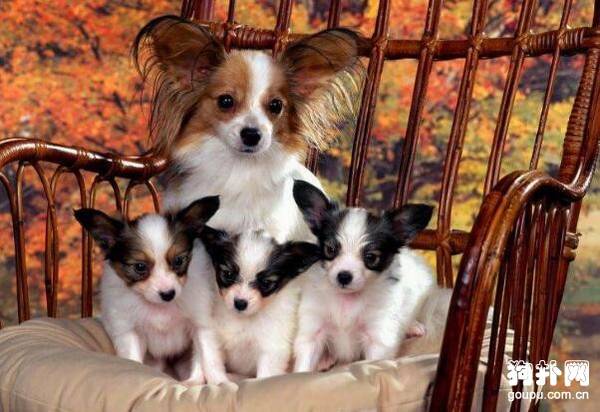 什么狗狗最适合家庭饲养? 什么狗狗最适合家庭饲养?