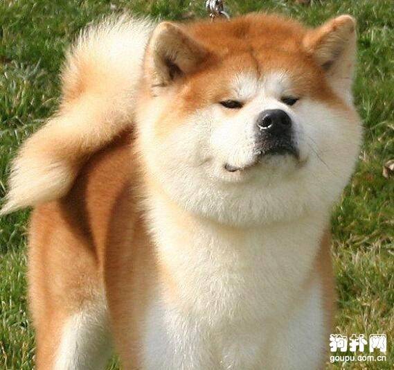 盘点有哪些狗狗不适合有小孩子的家庭饲养呢? 盘点有哪些狗狗不适合有小孩子的家庭饲养呢?