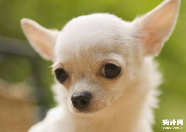 盘点有哪些狗狗不适合有小孩子的家庭饲养呢? 盘点有哪些狗狗不适合有小孩子的家庭饲养呢?