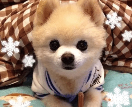 关于纯种狗的定义,纯种狗和血统狗的区别 关于纯种狗的定义,纯种狗和血统狗的区别