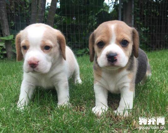 适合老人养的六种狗狗 适合老人养的六种狗狗