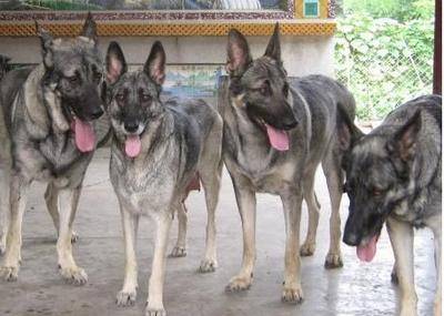 看家护院哪家好,在我国“中华民族神犬”上榜了 看家护院哪家好,在我国“中华民族神犬”上榜了