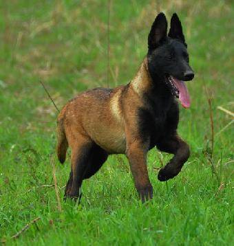 看家护院哪家好,在我国“中华民族神犬”上榜了 看家护院哪家好,在我国“中华民族神犬”上榜了
