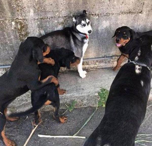 看家护院哪家好,在我国“中华民族神犬”上榜了 看家护院哪家好,在我国“中华民族神犬”上榜了