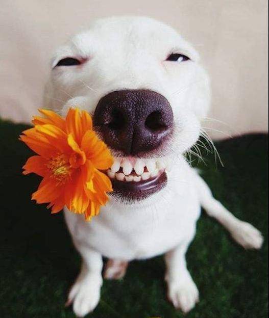 狗狗发情期有什么表现,需要注意什么? 狗狗发情期有什么表现,需要注意什么?