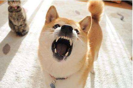 狗狗发情期有什么表现,需要注意什么? 狗狗发情期有什么表现,需要注意什么?