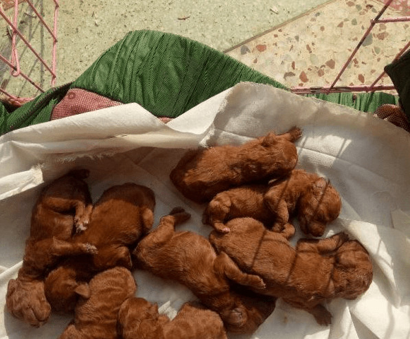 火爆的泰迪犬,为何价格那麼低?缘故有5个 火爆的泰迪犬,为何价格那麼低?缘故有5个