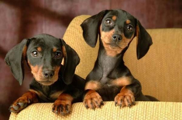 腊肠犬幼犬价格 腊肠犬幼犬价格