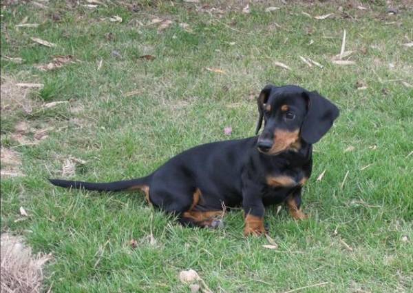 腊肠犬幼犬价格 腊肠犬幼犬价格