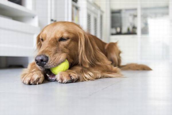 养金毛的人要考虑到的一些事,否则你可以后悔不已 养金毛的人要考虑到的一些事,否则你可以后悔不已