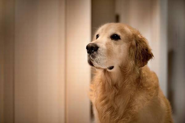 养金毛的人要考虑到的一些事,否则你可以后悔不已 养金毛的人要考虑到的一些事,否则你可以后悔不已