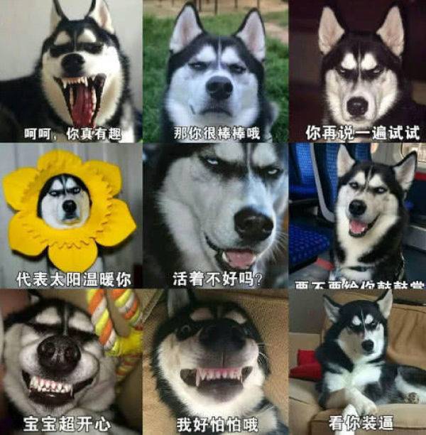 这5种狗狗在买的时候,一定要考虑清楚 这5种狗狗在买的时候,一定要考虑清楚