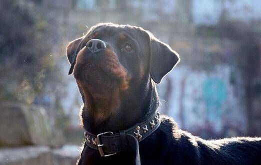 这5种狗狗在买的时候,一定要考虑清楚 这5种狗狗在买的时候,一定要考虑清楚