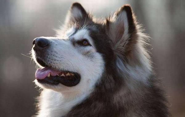 这5种狗狗在买的时候,一定要考虑清楚 这5种狗狗在买的时候,一定要考虑清楚