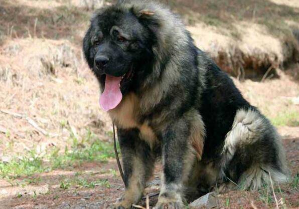 超大型犬有哪些品种 超大型犬有哪些品种