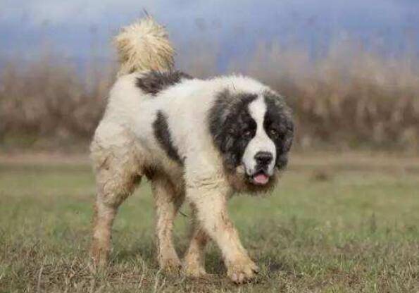 超大型犬有哪些品种 超大型犬有哪些品种