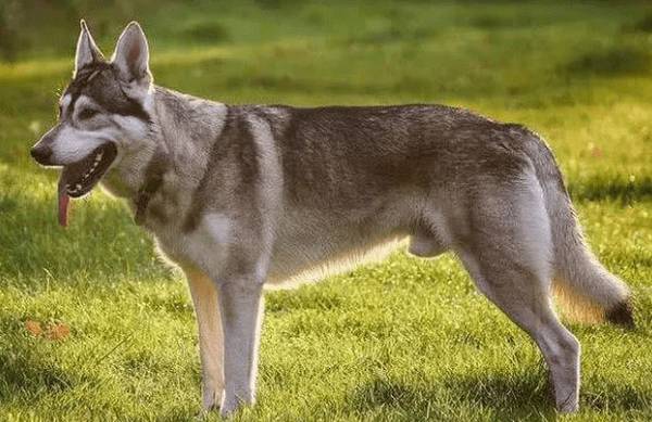 这5种狗超像狼,哈士奇入选,第五类会给你猜疑自身的双眼 这5种狗超像狼,哈士奇入选,第五类会给你猜疑自身的双眼