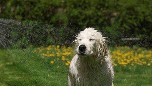 �����ֲ�ʺ�ٸ�����ϴ��Ҫ�����5������