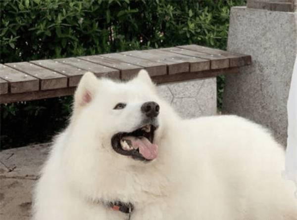 给萨摩耶狗狗洗澡的常见问题 给萨摩耶狗狗洗澡的常见问题