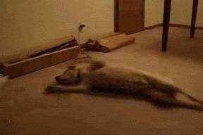 狗狗睡觉时发生抽搐,是生病了吗? 狗狗睡觉时发生抽搐,是生病了吗?