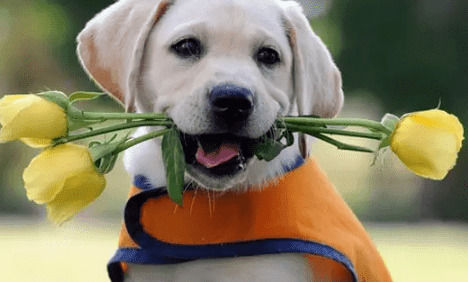 造成狗狗四肢抽搐的原因有哪些?你是否都掌握 造成狗狗四肢抽搐的原因有哪些?你是否都掌握