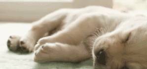 狗狗睡觉时发生抽搐,是生病了吗? 狗狗睡觉时发生抽搐,是生病了吗?