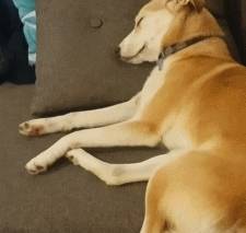 狗狗睡觉时发生抽搐,是生病了吗? 狗狗睡觉时发生抽搐,是生病了吗?