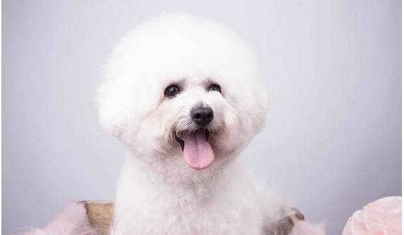 清理比熊泪痕的5个小妙招,你学会了吗? 清理比熊泪痕的5个小妙招,你学会了吗?