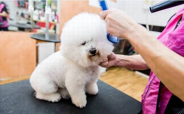 清理比熊泪痕的5个小妙招,你学会了吗? 清理比熊泪痕的5个小妙招,你学会了吗?