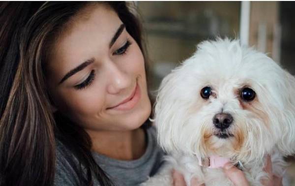 清理比熊泪痕的5个小妙招,你学会了吗? 清理比熊泪痕的5个小妙招,你学会了吗?