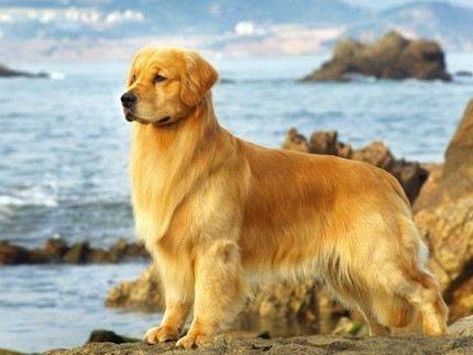 金毛关节炎你了解应当如何预防吗?表现的症状有哪些呢?你掌握多少! 金毛关节炎你了解应当如何预防吗?表现的症状有哪些呢?你掌握多