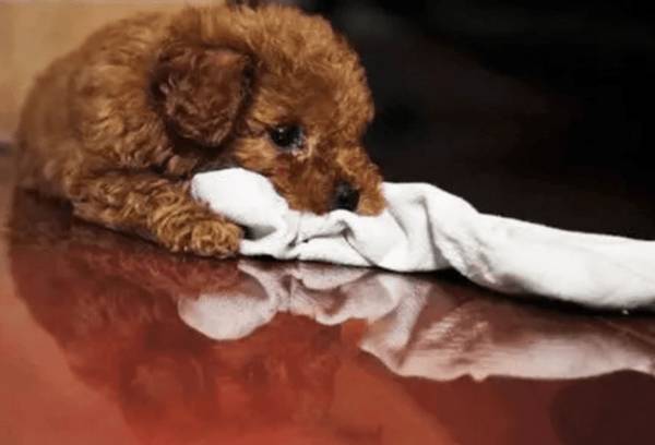 泰迪缺钙的症状抽动泰迪狗缺钙有什么症状 泰迪缺钙的症状抽动泰迪狗缺钙有什么症状