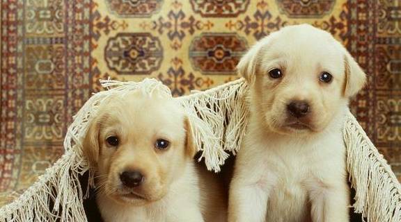 有什么办法能够提升狗狗使用寿命 有什么办法能够提升狗狗使用寿命