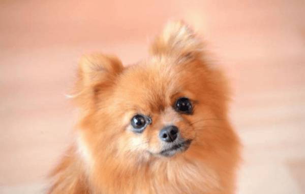 狗狗吃鸡游戏蛋壳能补钙吗小宠物狗能吃蛋壳补充钙吗 狗狗吃鸡游戏蛋壳能补钙吗小宠物狗能吃蛋壳补充钙吗