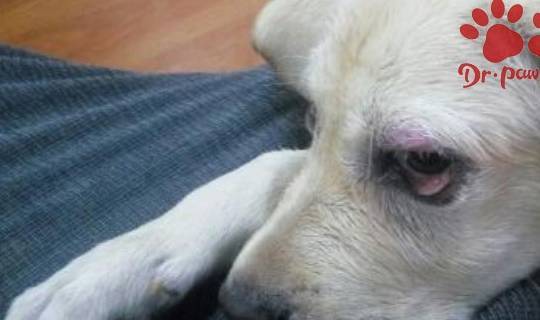 狗狗眼睛红肿眼睛睁不开 狗狗眼睛红肿眼睛睁不开