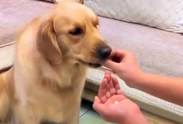 狗狗肠胃炎吃什么消炎药宠物犬有肠胃炎用什么药消炎 狗狗肠胃炎吃什么消炎药宠物犬有肠胃炎用什么药消炎