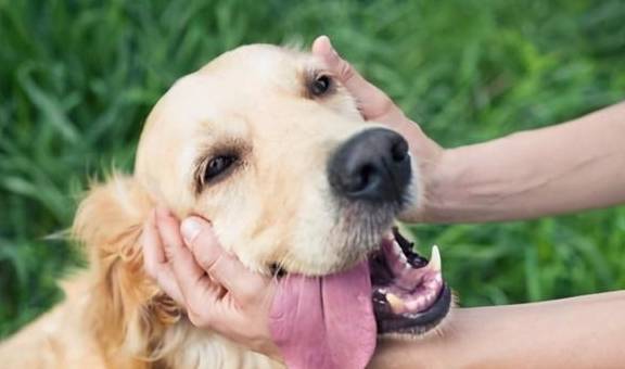 狗狗最简单的5个“愿望”,全部完成,才算是“狗生”圆满 狗狗最简单的5个“愿望”,全部完成,才算是“狗生”圆满