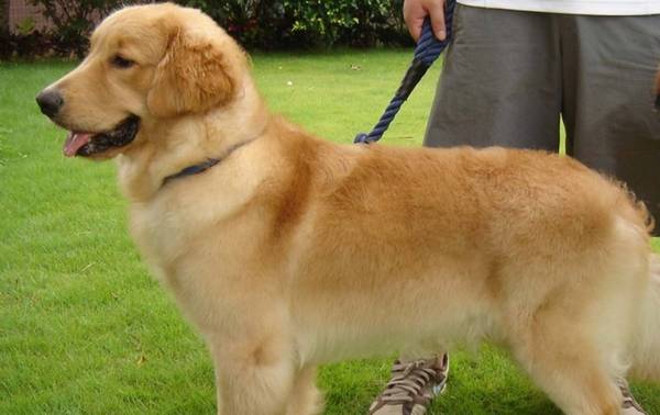 金毛会掉毛吗?如何清理狗毛? 金毛会掉毛吗?如何清理狗毛?