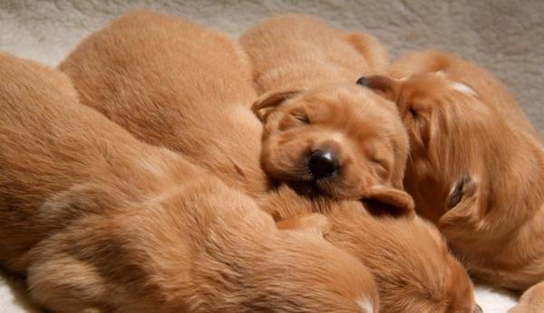 金毛会掉毛吗?如何清理狗毛? 金毛会掉毛吗?如何清理狗毛?