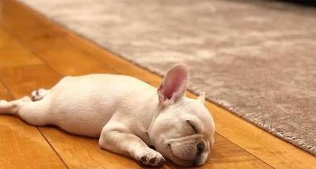 法斗伤口漏出液是好是坏,狗狗伤口漏出液要擦掉吗 法斗伤口漏出液是好是坏,狗狗伤口漏出液要擦掉吗