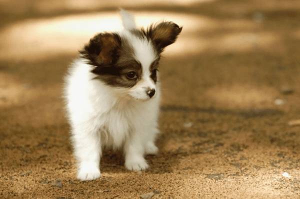 狗细小是什么病?狗狗会得细小病毒的缘故 狗细小是什么病?狗狗会得细小病毒的缘故